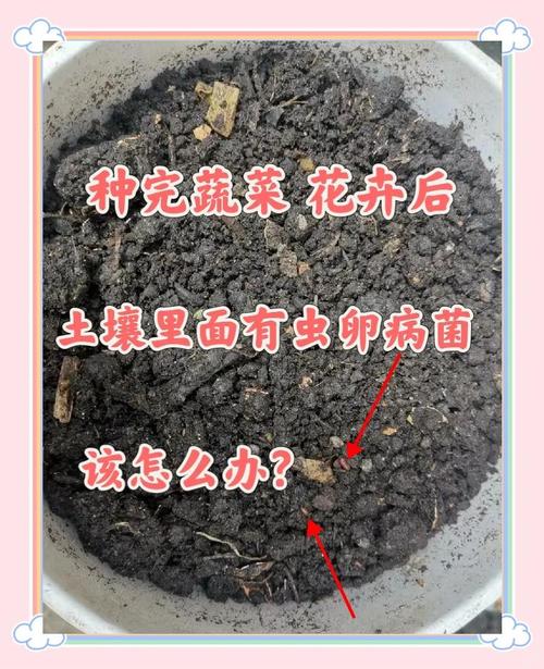 生石灰粉 病害防治的绿色神器